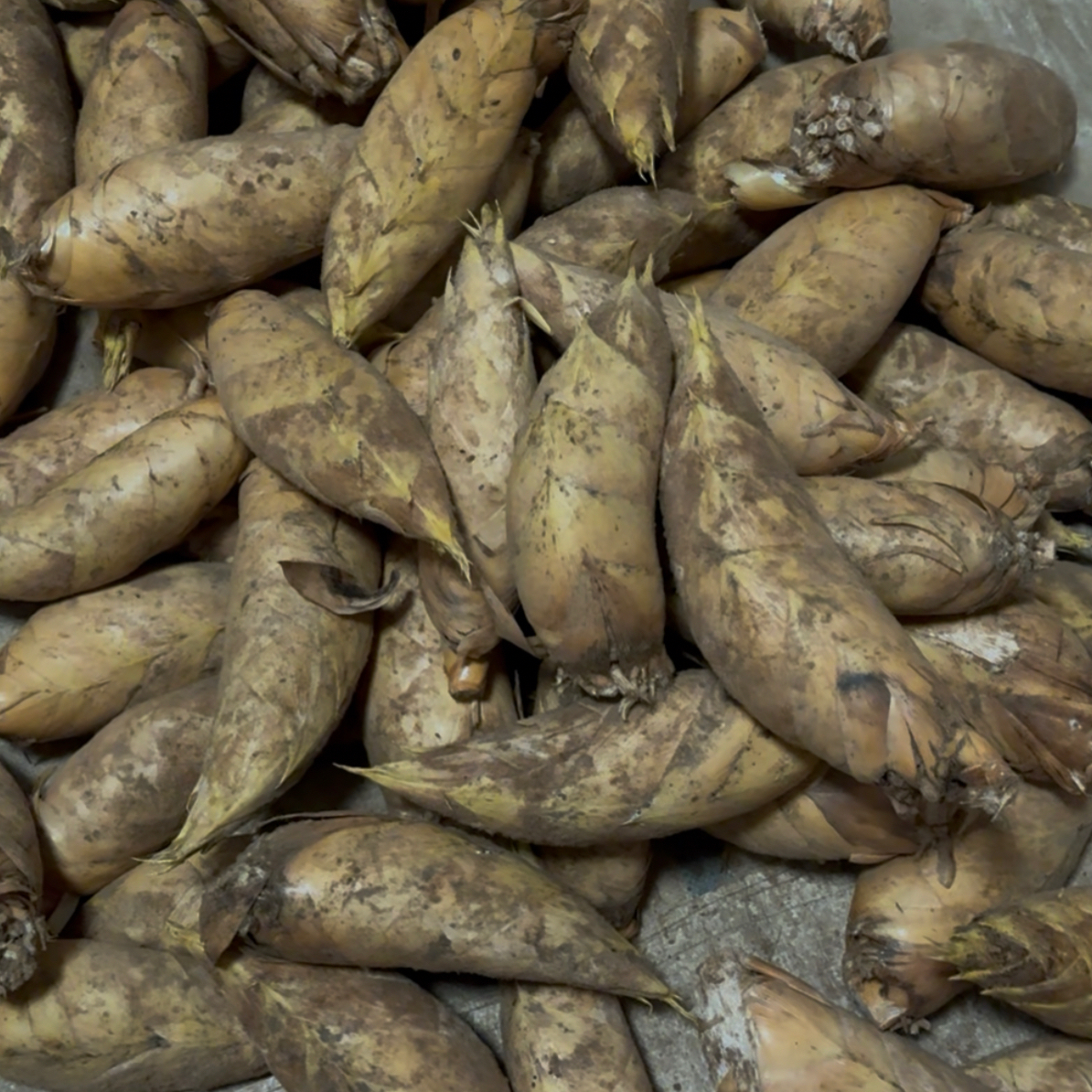 新鲜现挖高山黄泥拱冬笋脆嫩鲜甜时令笋菜