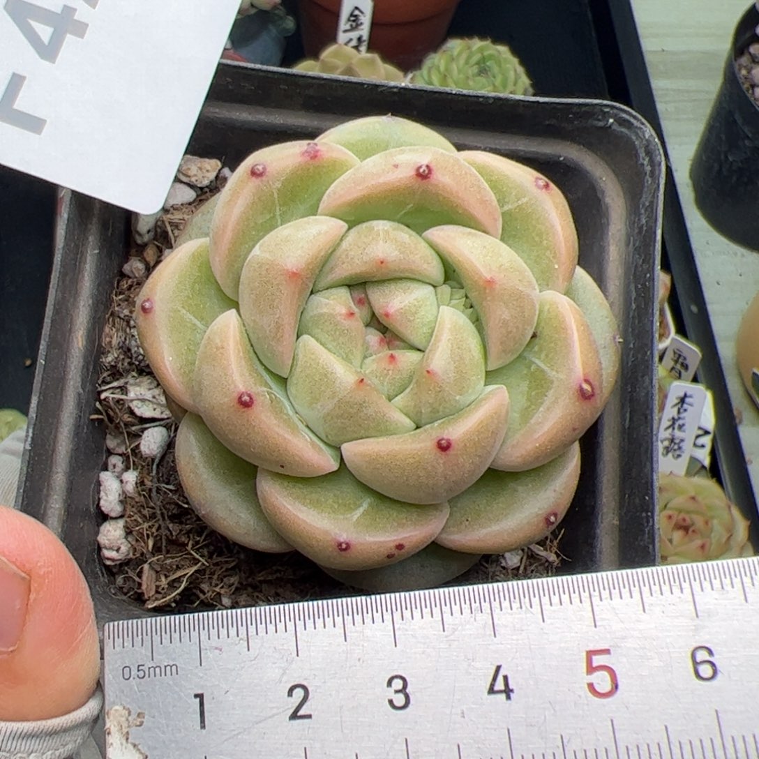 422 多肉植物组合