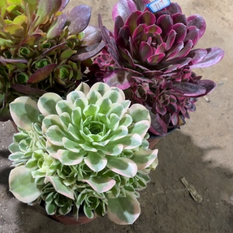 719多肉植物组合