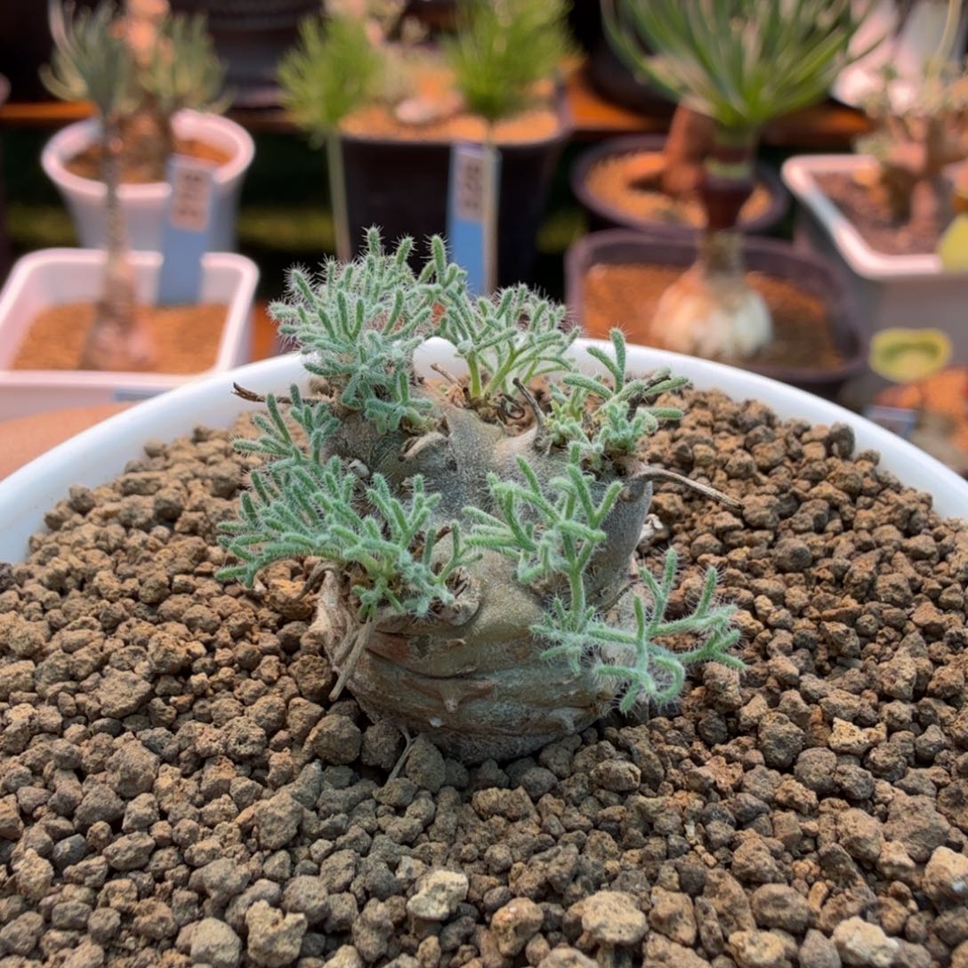 白皮月界714 仙人球