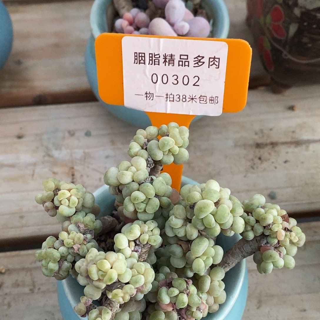 00302？阿吉高速哦哦哦图