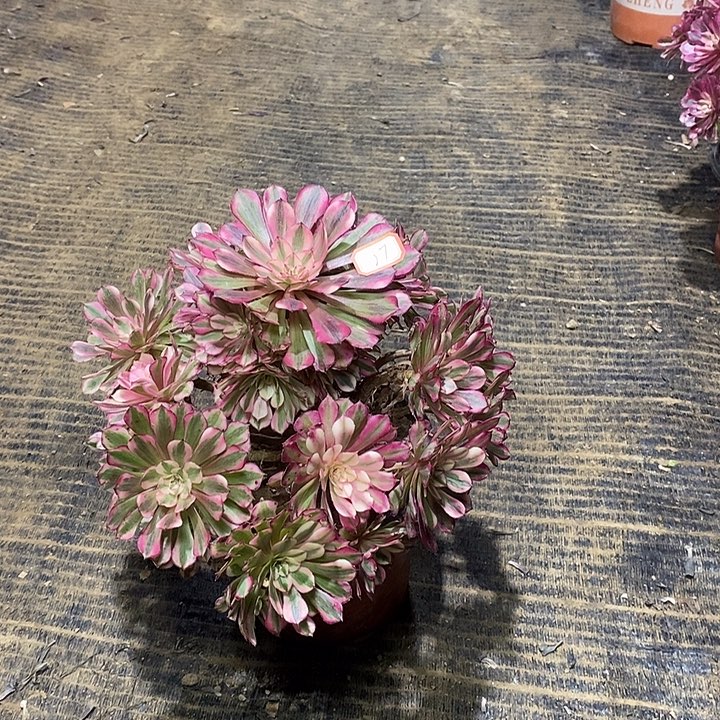 27，红铜白14668890000000