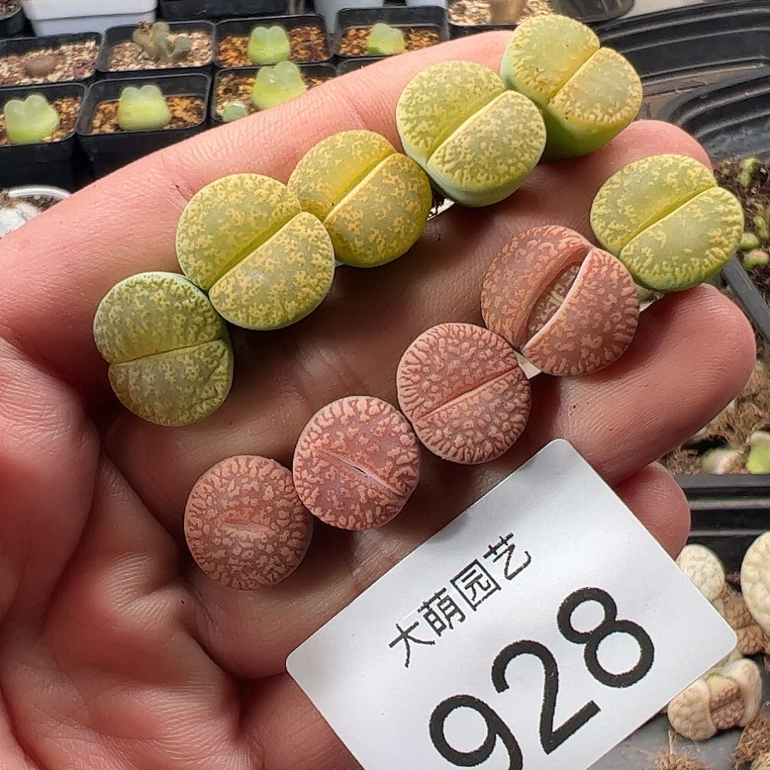一物一拍。       928