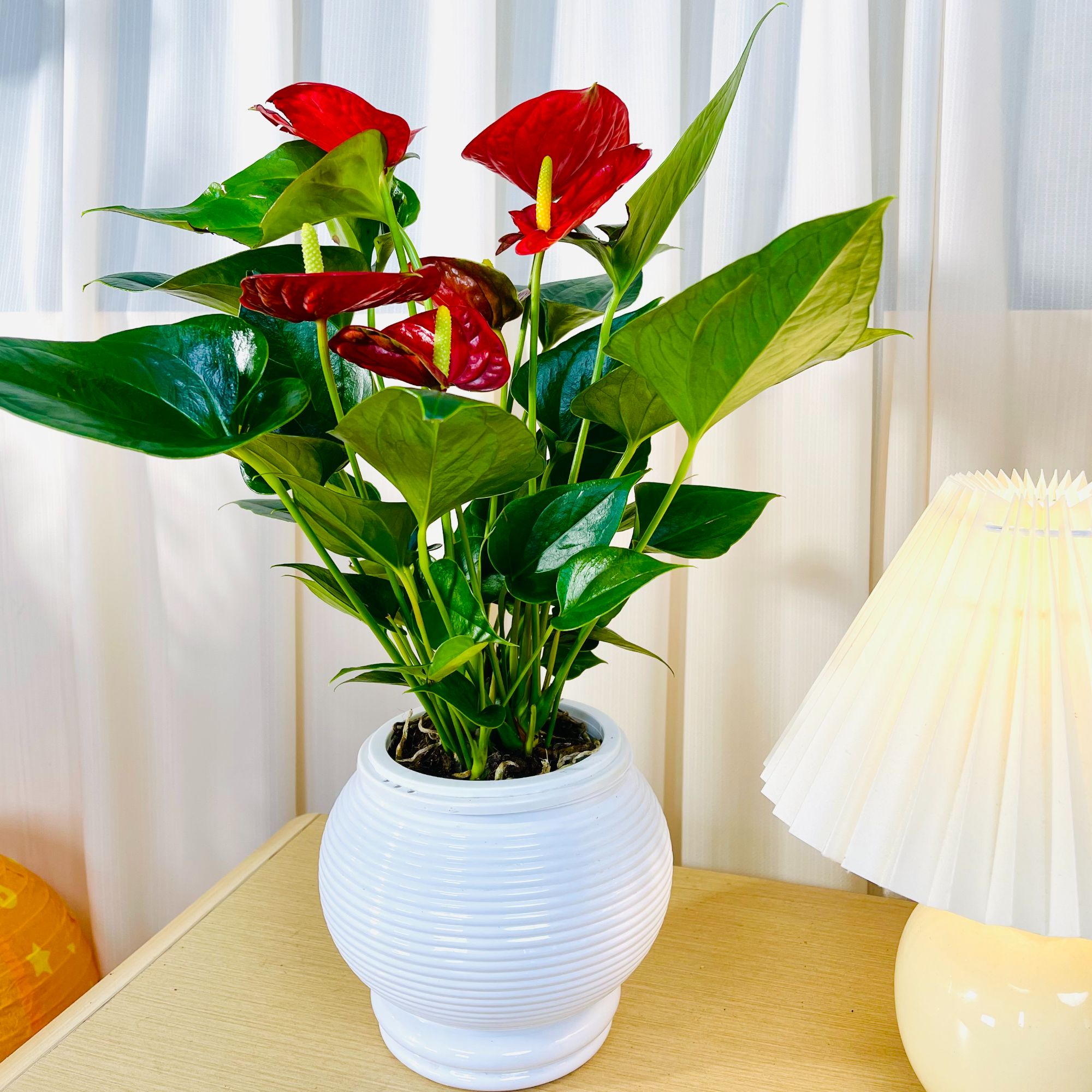 【2-3朵花】2苗红掌盆栽送盆30-40高室内客厅耐荫好养四季开花