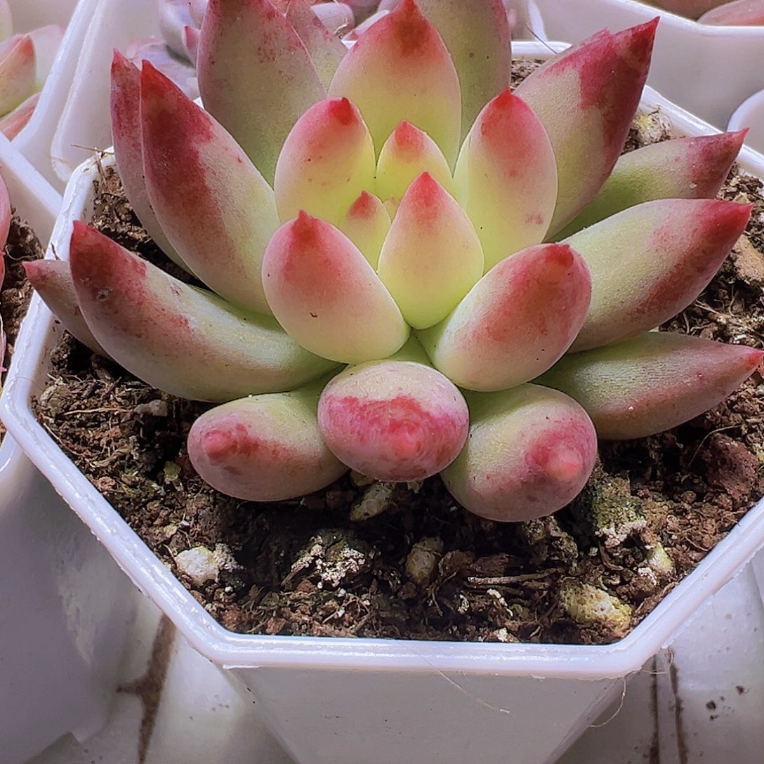 三代虞美人19包邮多肉植物