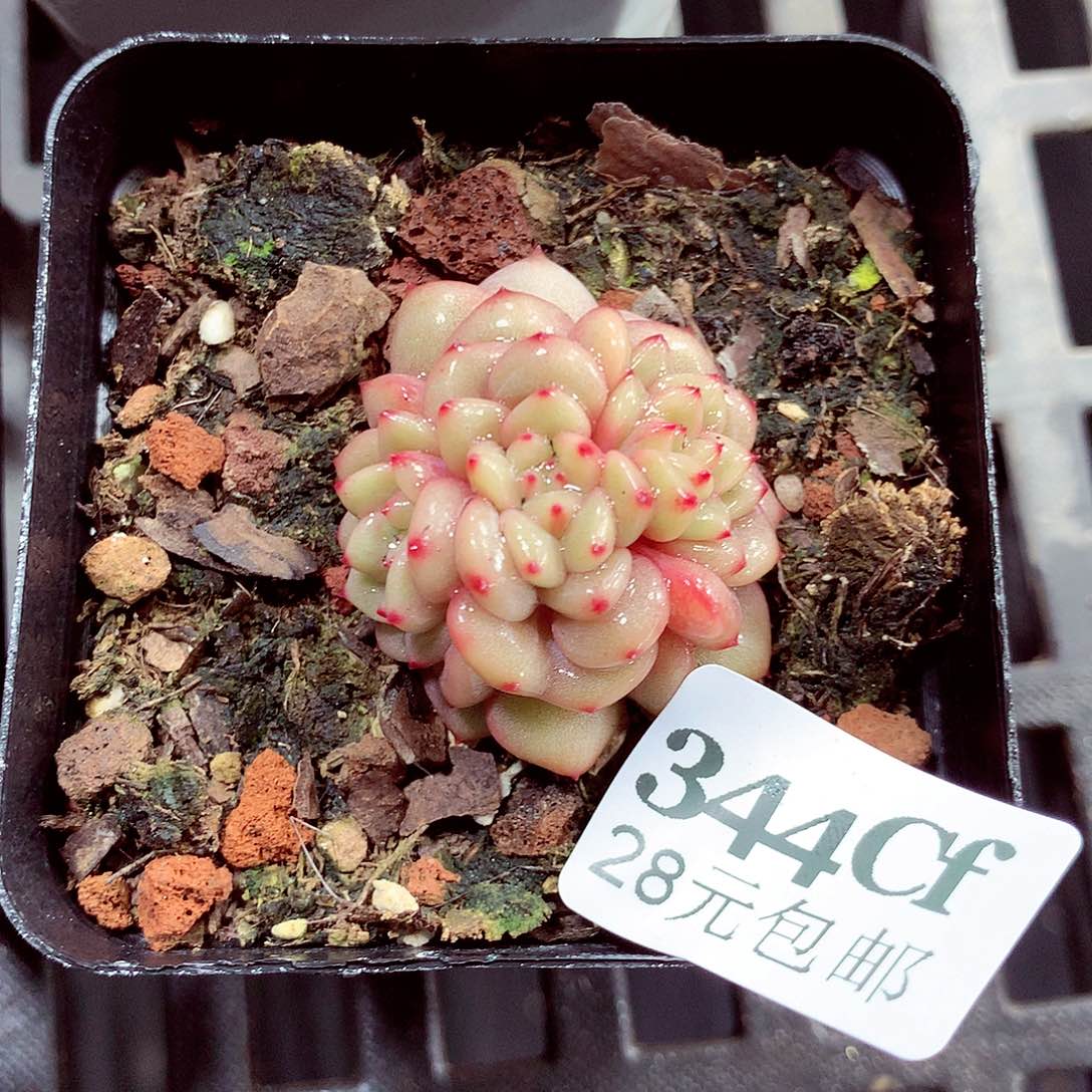 5厘米盆精控多肉344