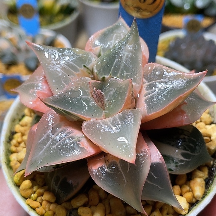 ᝰ****869糊斑酒吞锦大母本