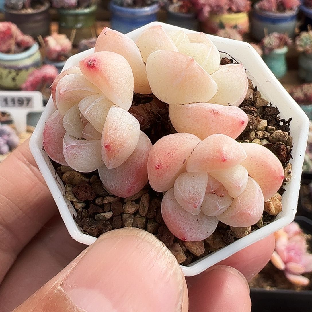 三头牛腿卡卡米，1441