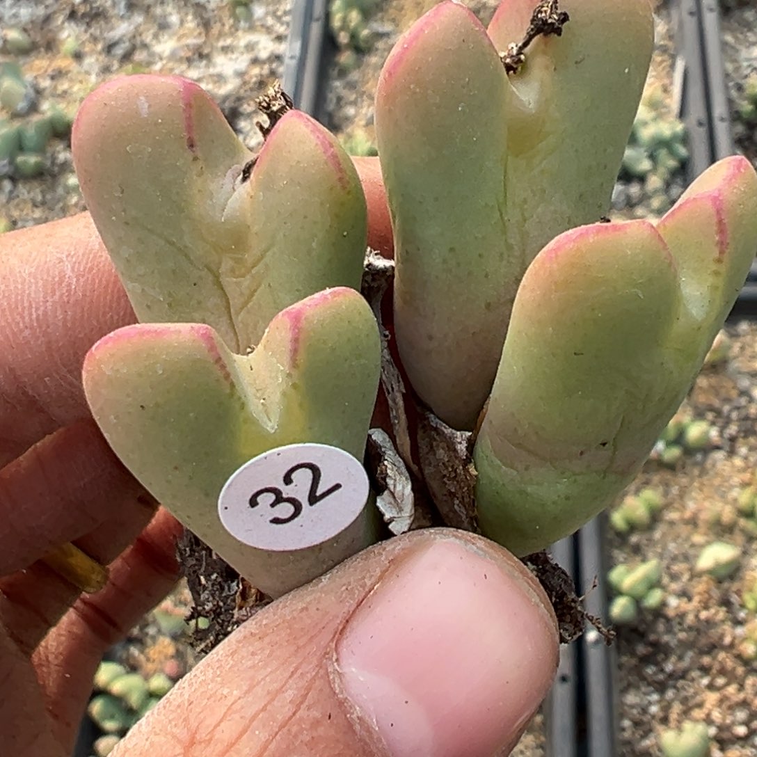 多肉植物1111111111111111