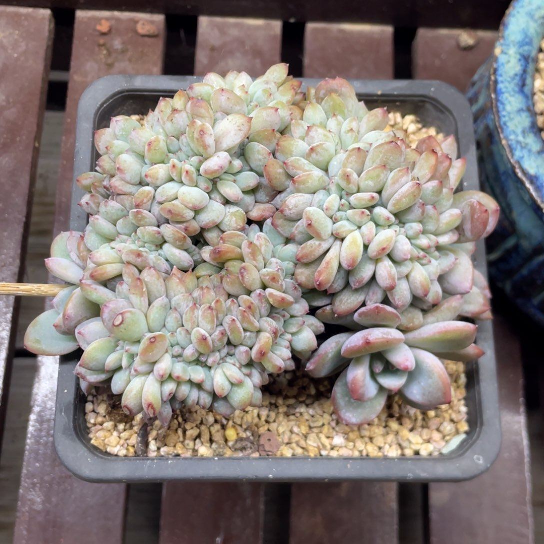 石榴子星影缀化底切繁殖108