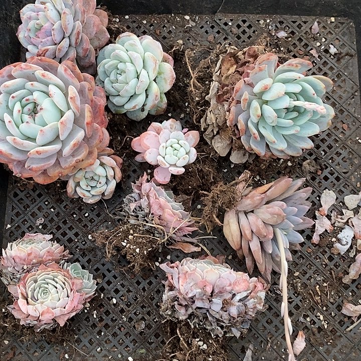 九棵多肉包邮福利