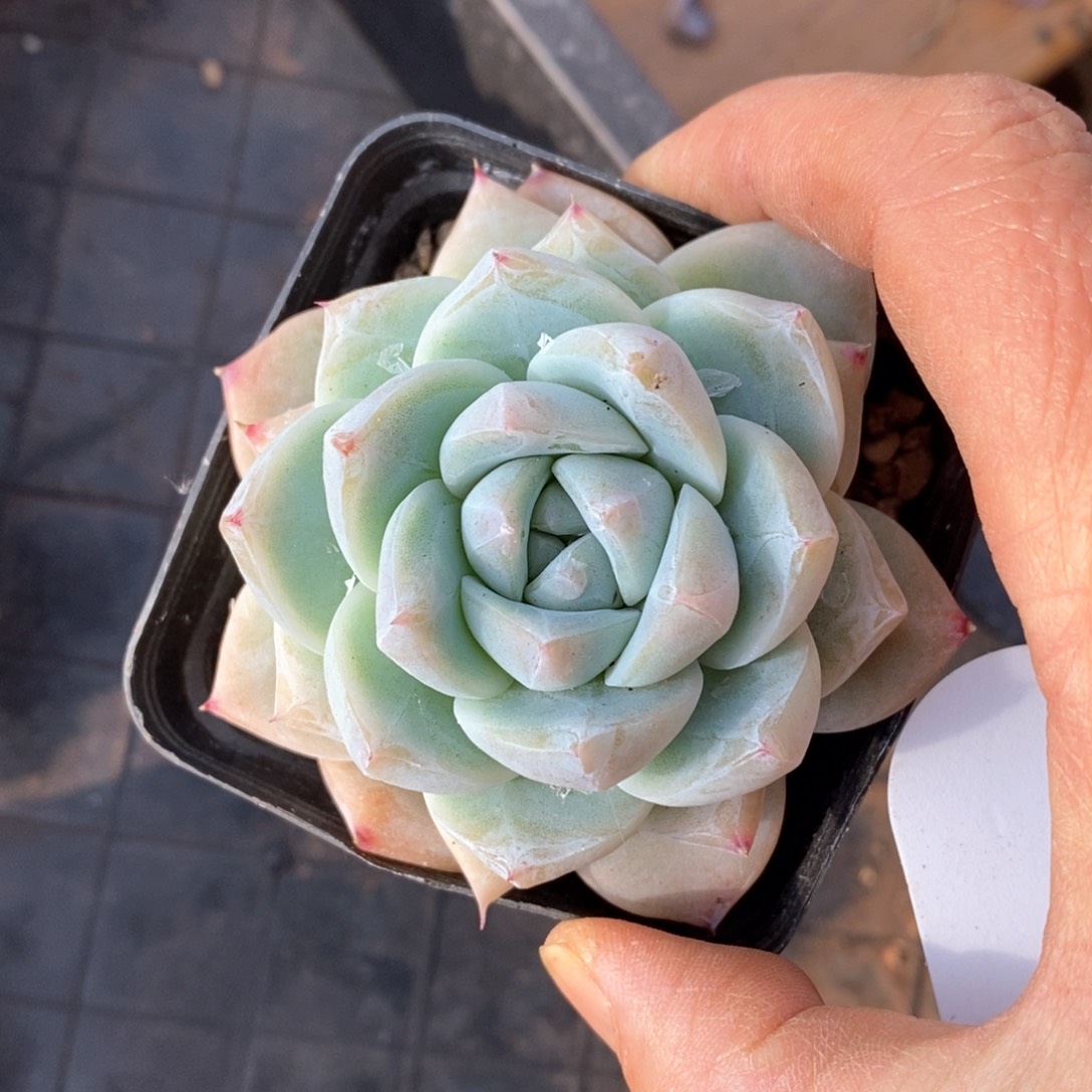 精品多肉一物一拍不包整74