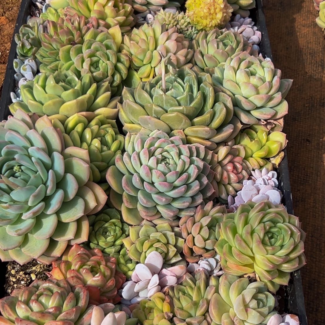 云***儿573多肉葡萄的味道真的是很