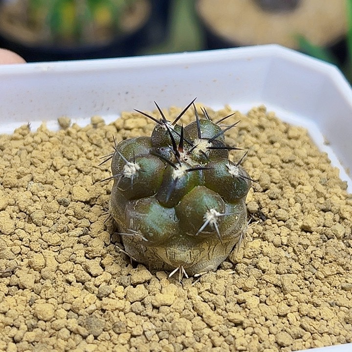 Kk种源实生黑王丸