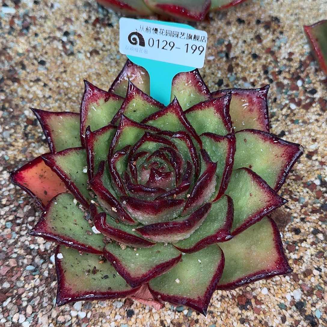 从前慢花园多肉0129-199