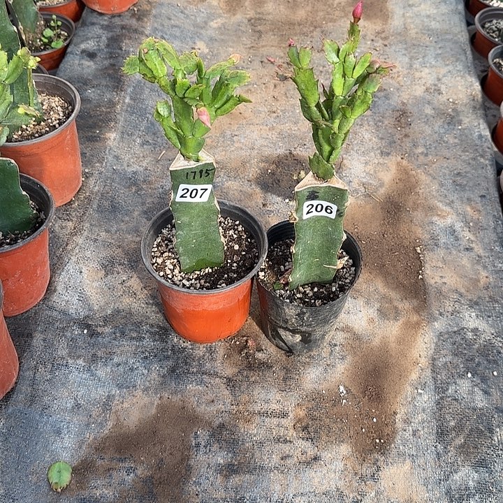 206+207嫁接蟹爪兰：1795+桑吉塔