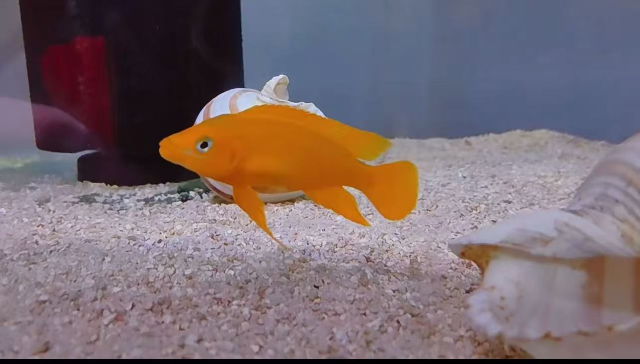 三湖慈鲷橙黄天堂鸟种鱼