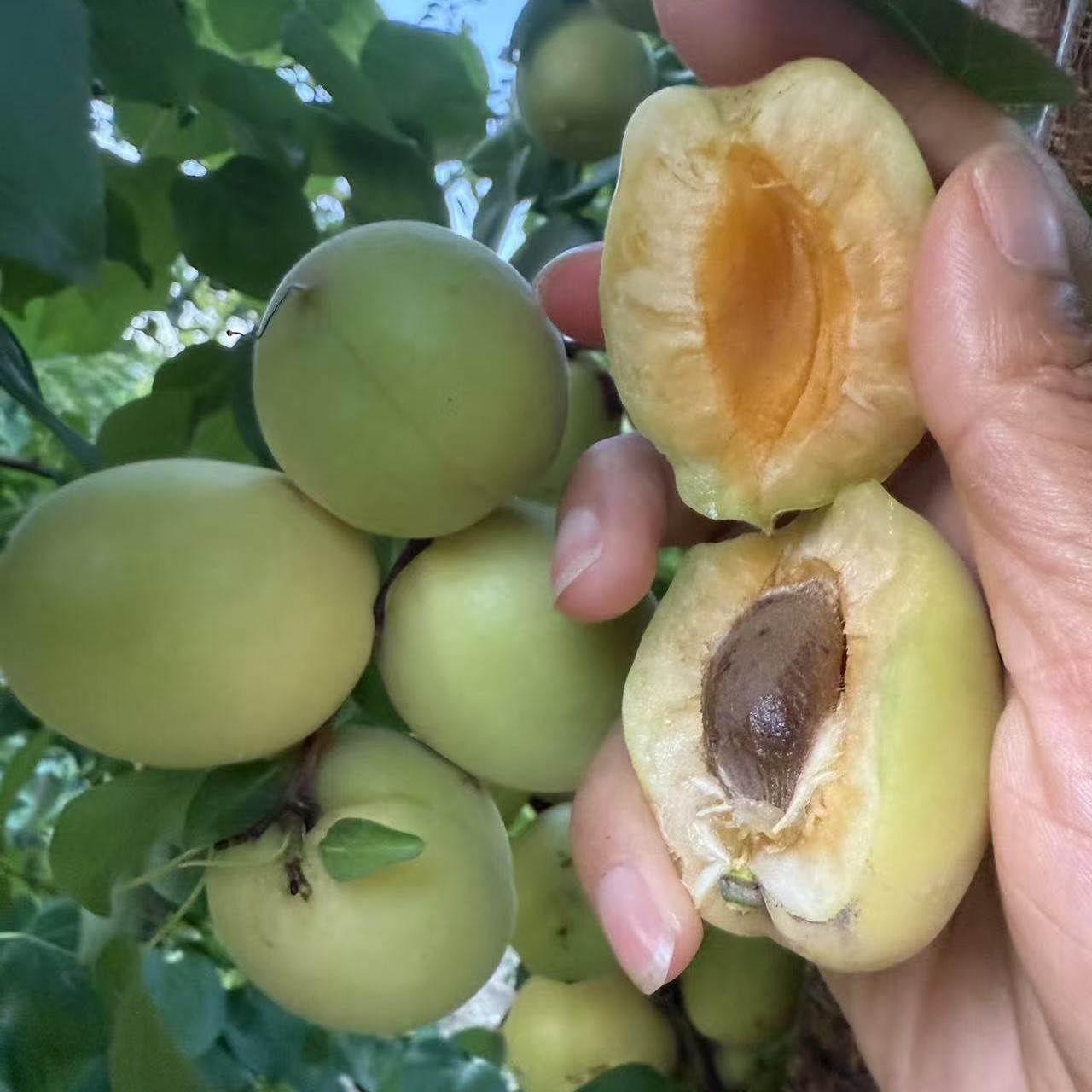 晚熟杏8月杏，裸根牙签小苗不包活树苗