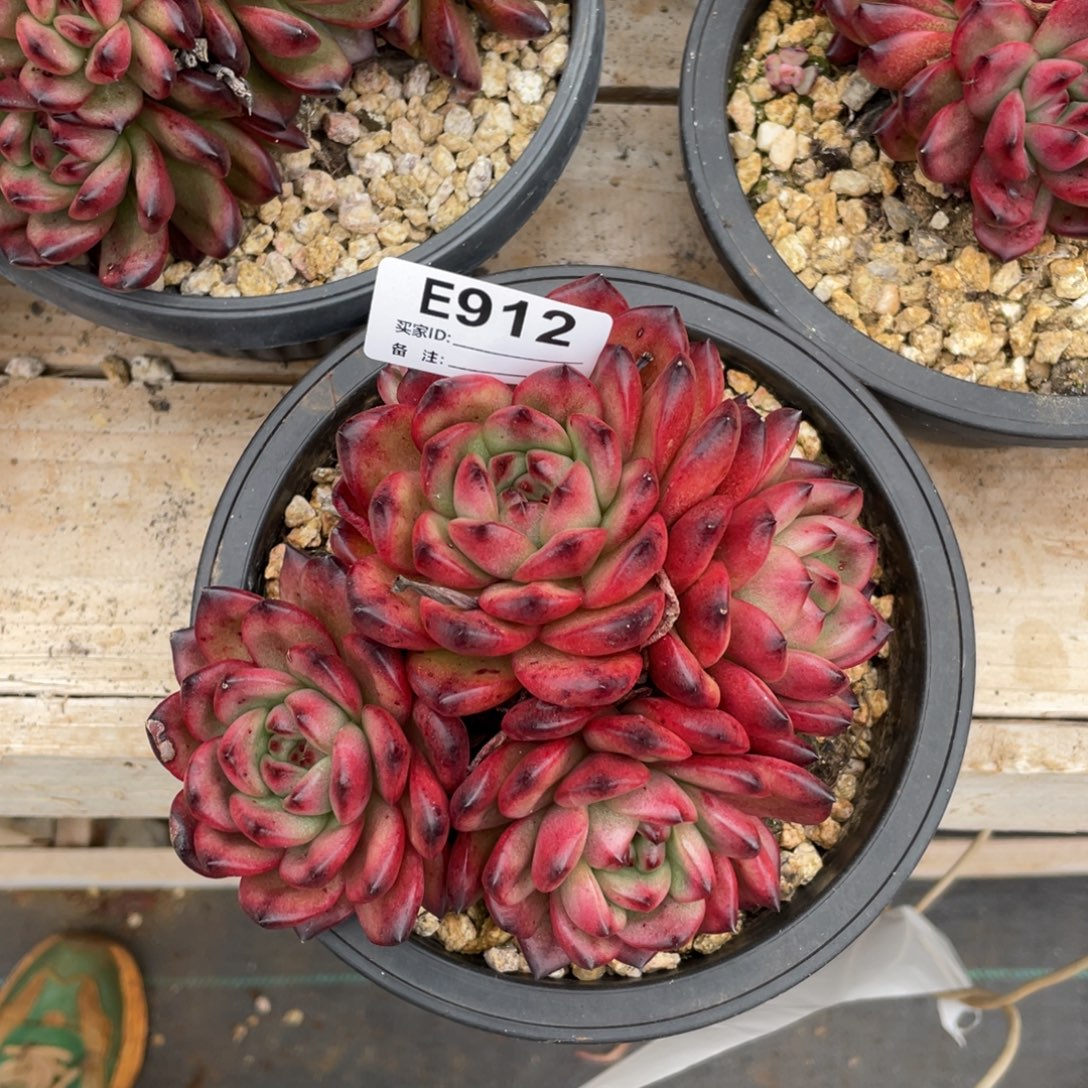 最***达无花朵若如东云组拍E912