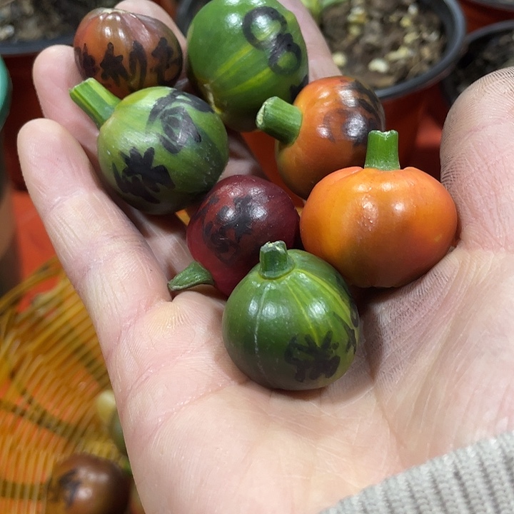 帝***吼完全开放君子兰四季开花稀释甲醛