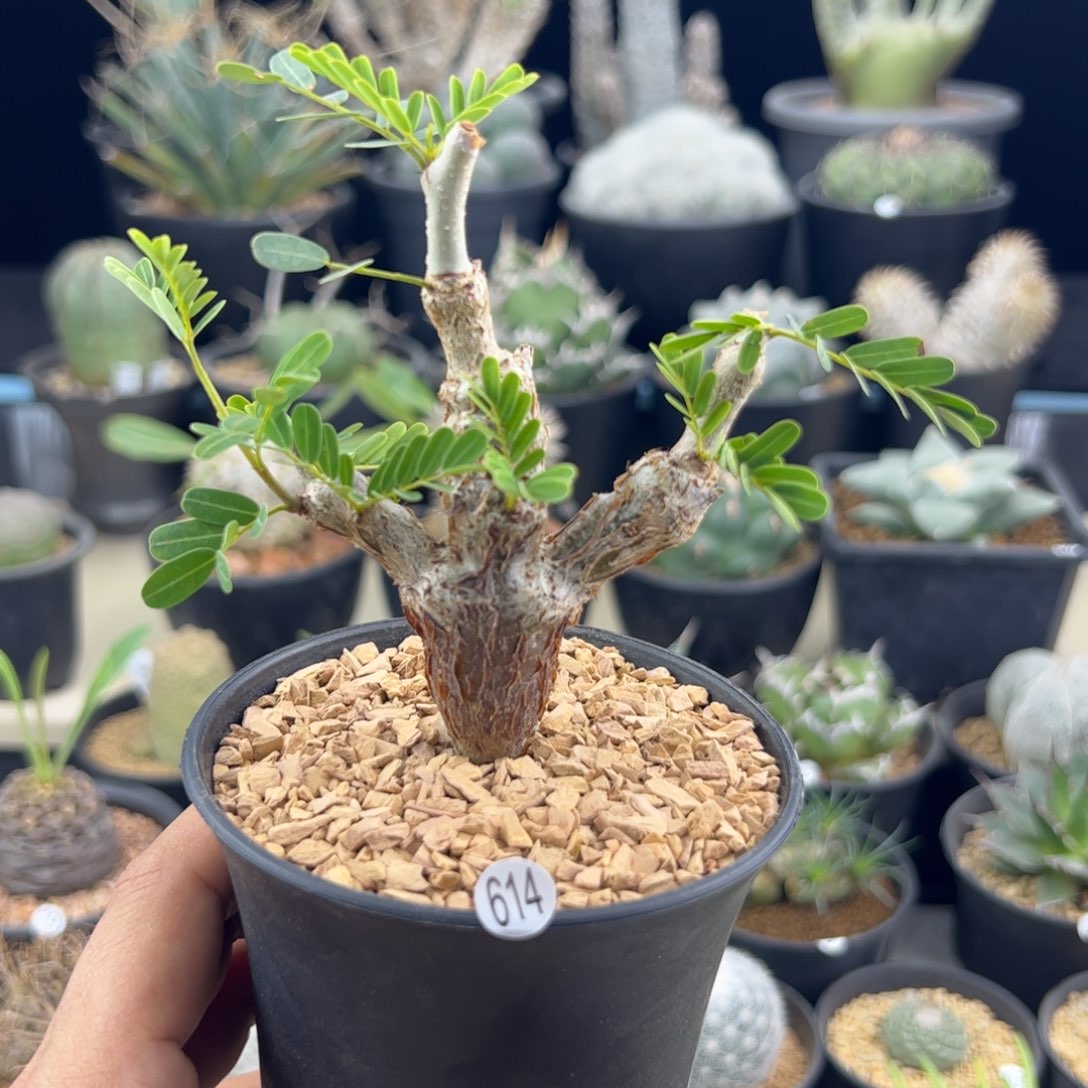 沙漠苏木种播实生一物一拍