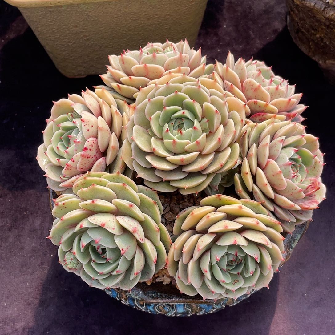 本巴蒂斯脱土包邮