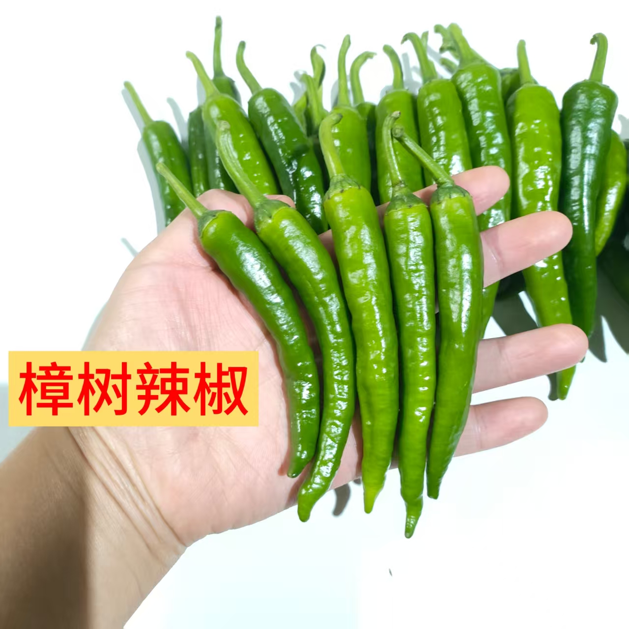 新鲜现摘樟树港薄皮微辣小辣椒农家自种美味蔬菜微辣