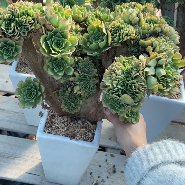 多肉植物的植物提取等植物资源