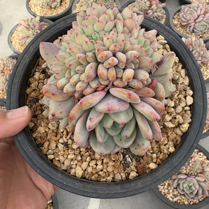 爱丽儿 缀化 一物一拍