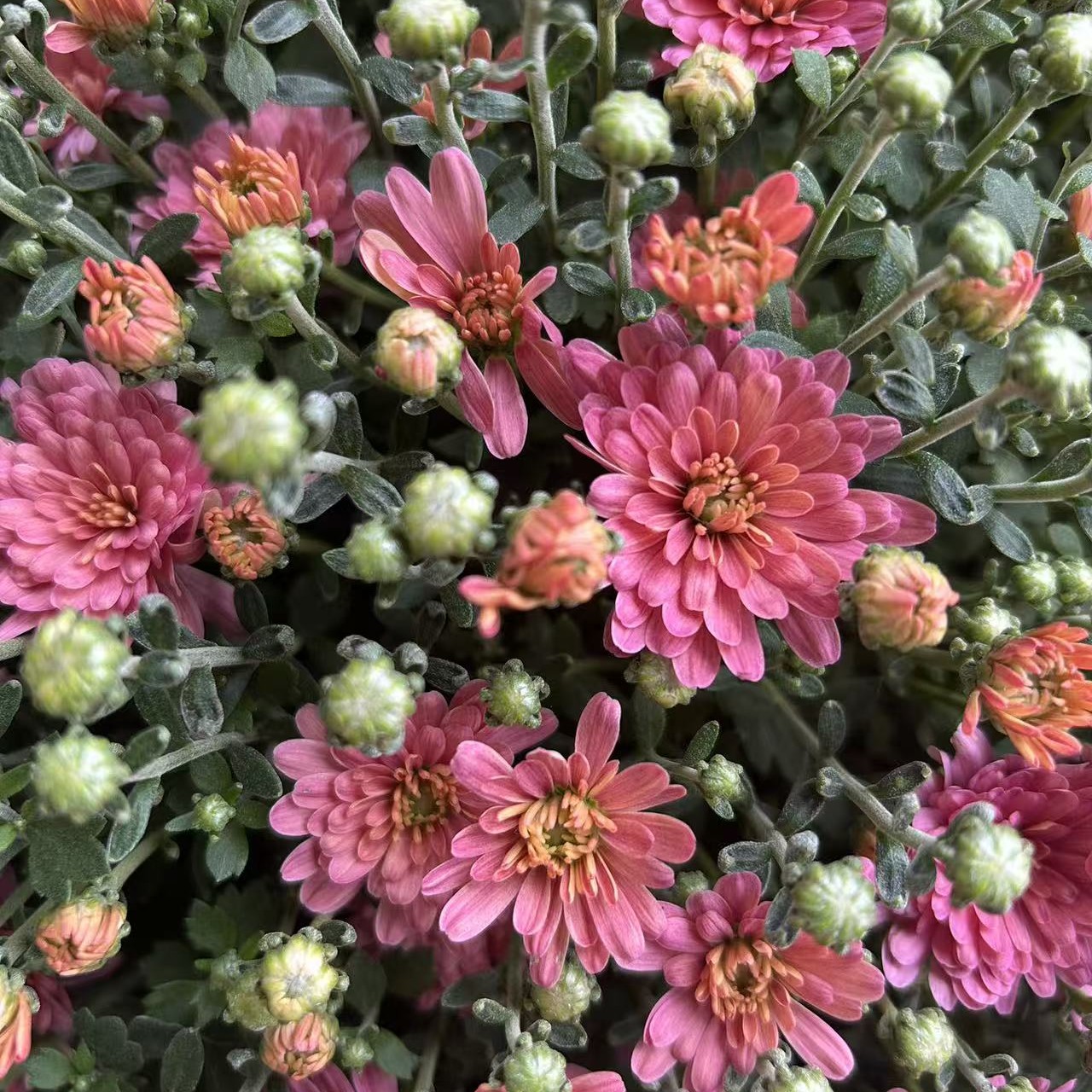 夏日蜜桃球菊盆栽云南基地直发