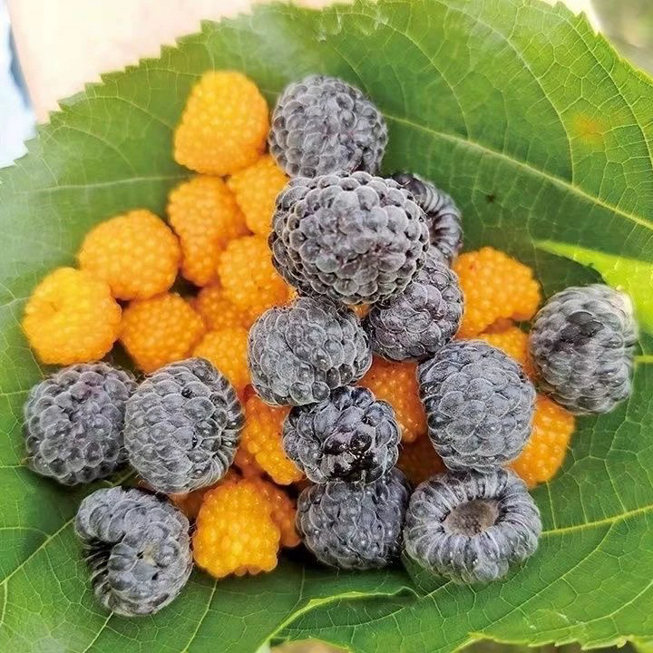 云南基地直发网红无刺黑泡黄泡多年生蔷薇科易活爬藤庭院植物杯苗