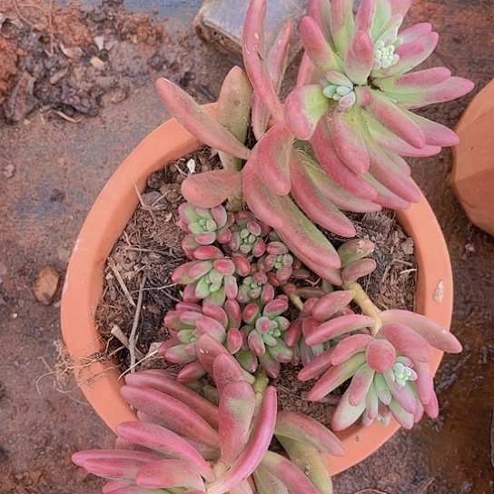 多肉植物。。。。。，，，。，，，。。。