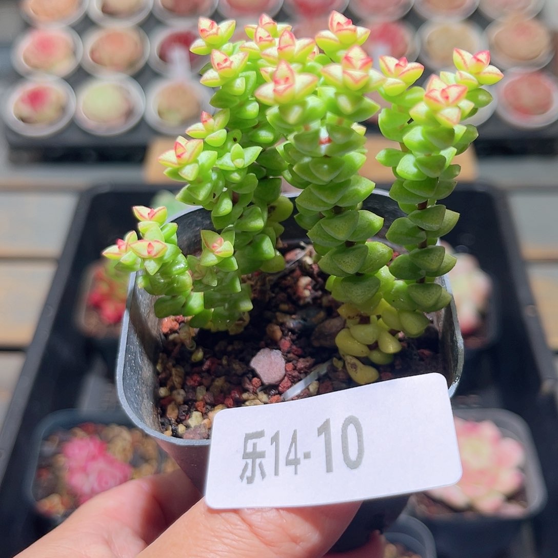 乐14-10 小米星群 