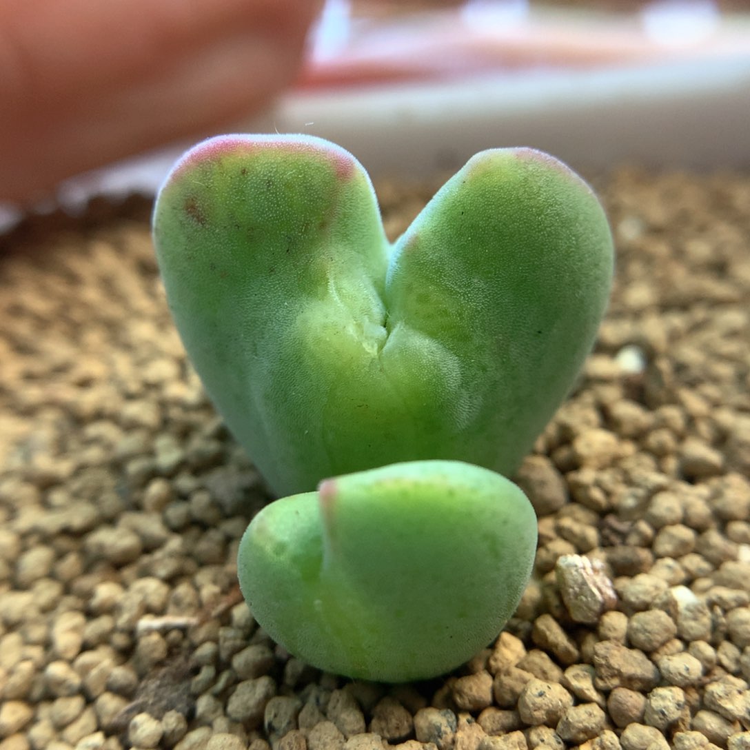 双头毛爱心 肉锥植物