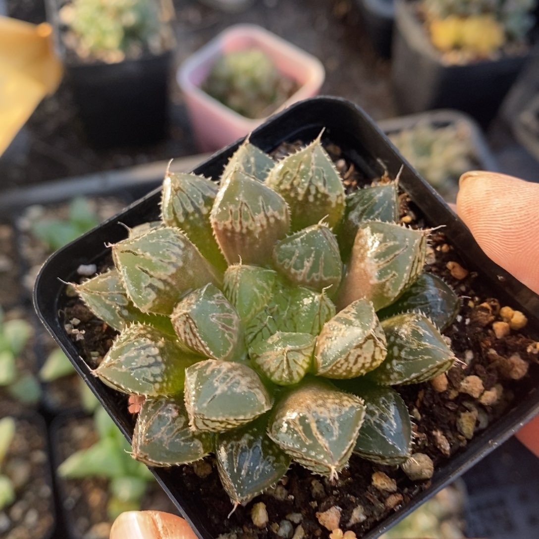 楼兰一颗 整点福利