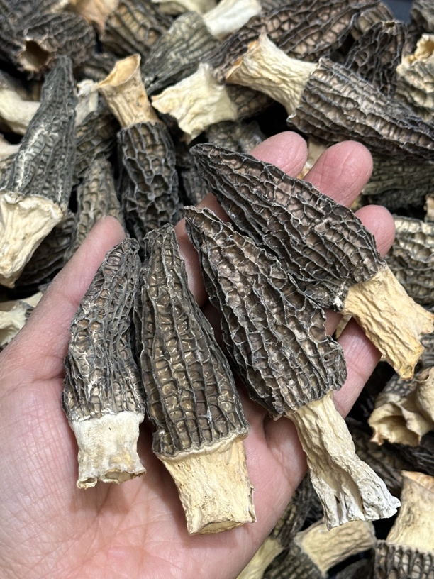 广东卿卿滋补批发，6-7分羊肚菌，价格以直播间为准