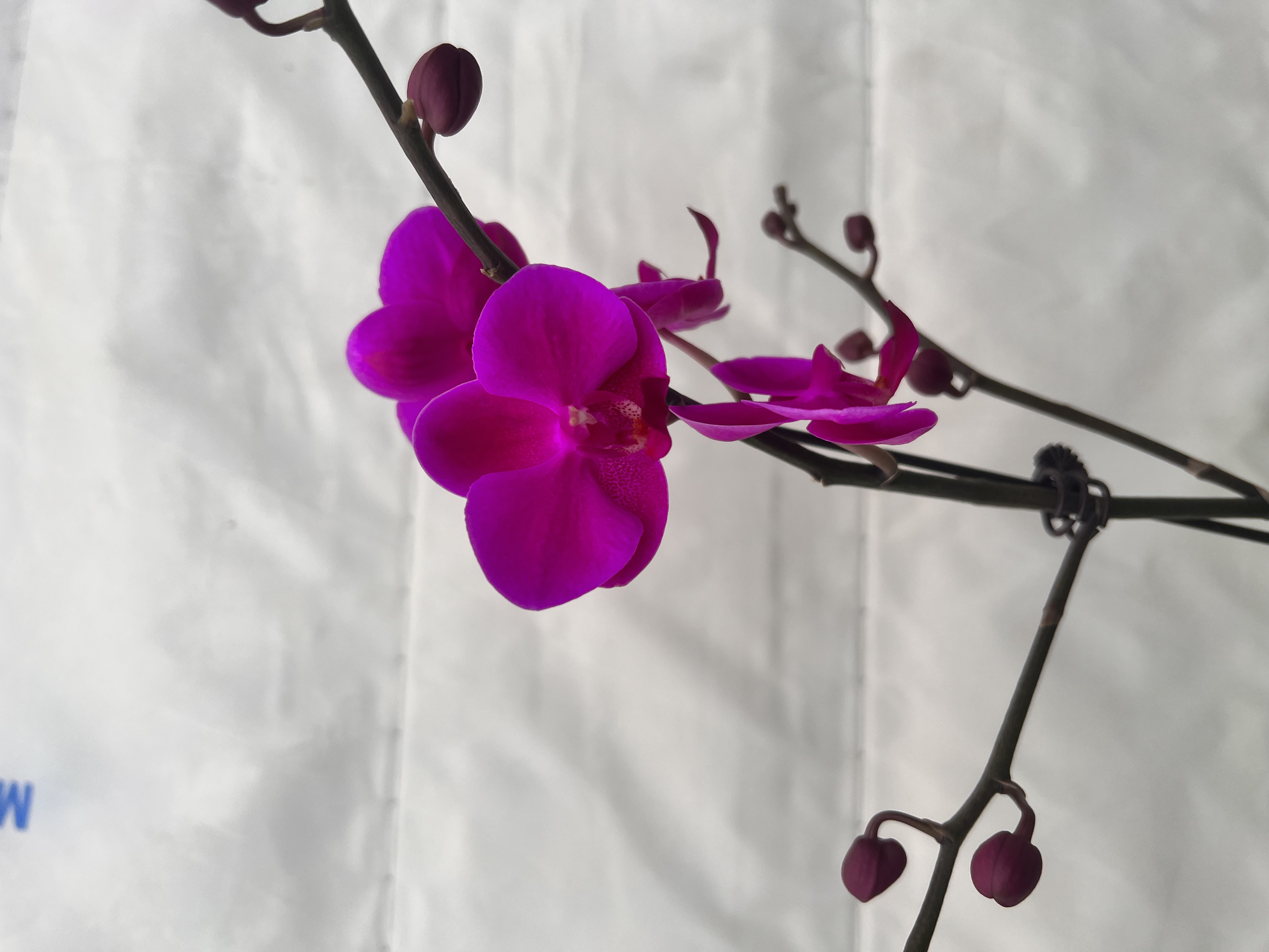 云鹏蝴蝶兰（满天红）出梗苗发货