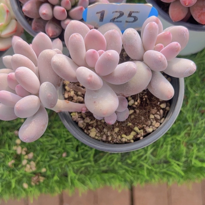 健健康康平平安安