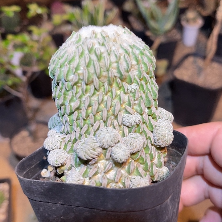 无花朵精巧丸仙人球自根一物一拍