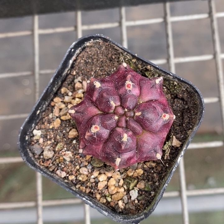 伯克利和格蕾纳等著名音乐