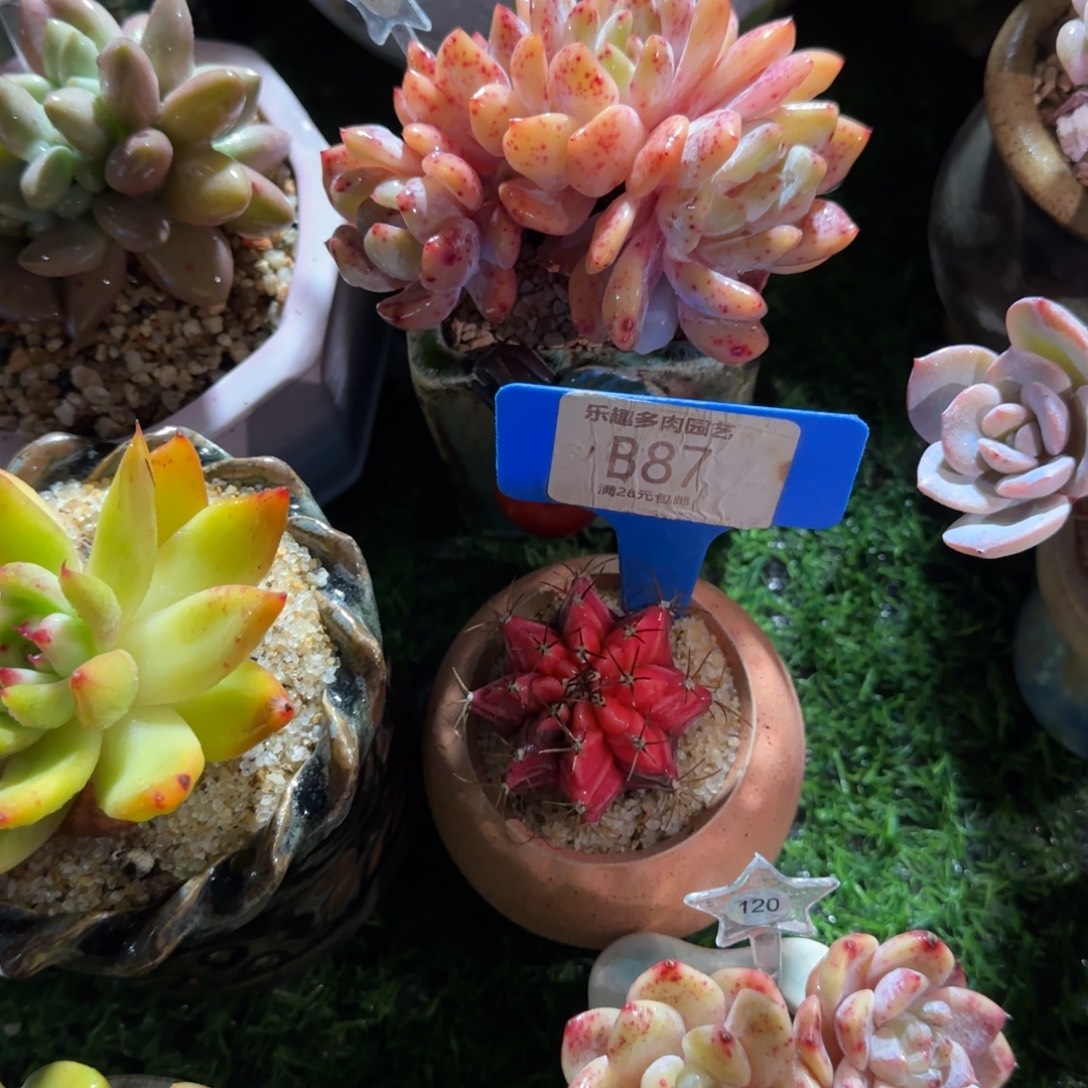 勼***尔多肉植物牡丹亭的景单头