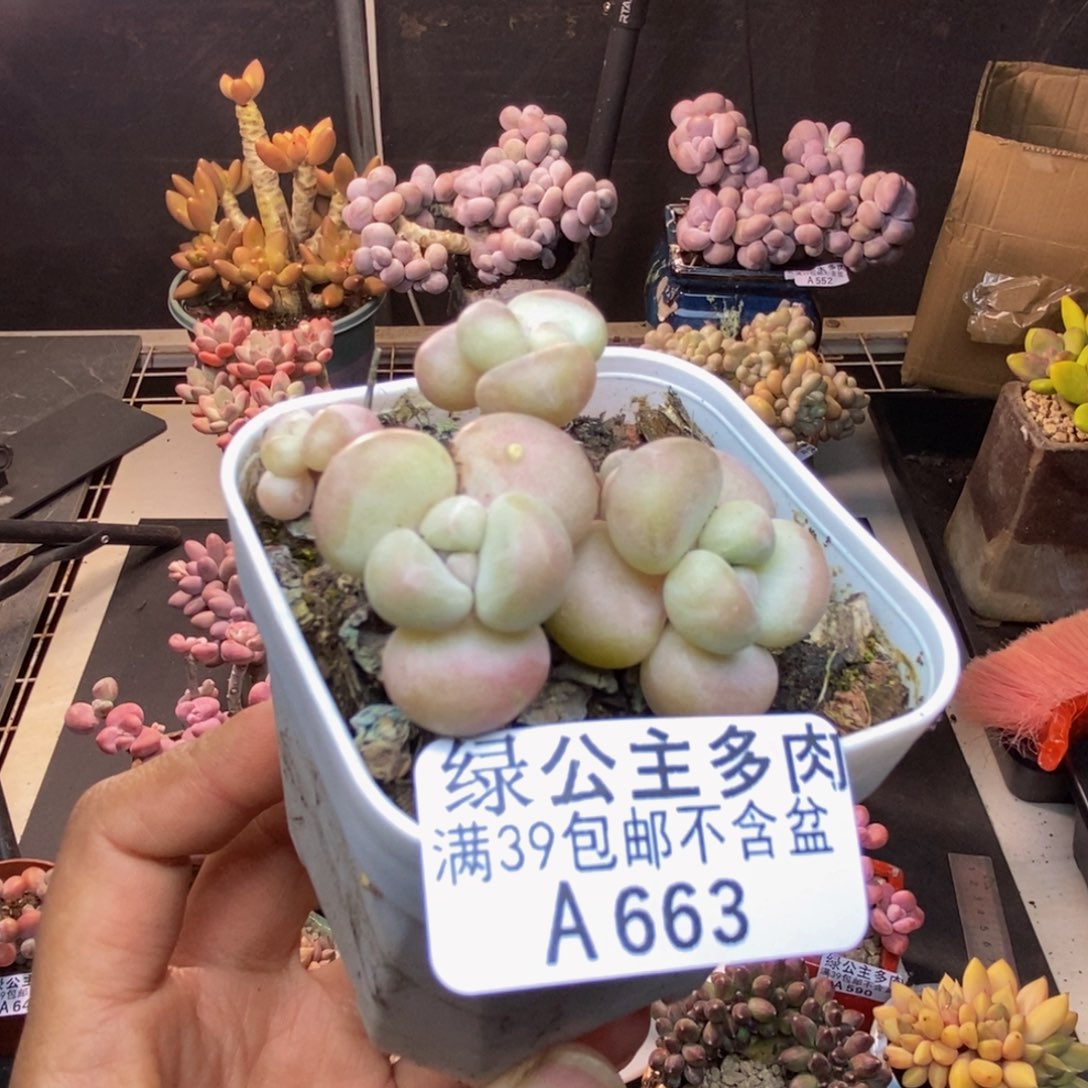 663萤火虫多肉4cm