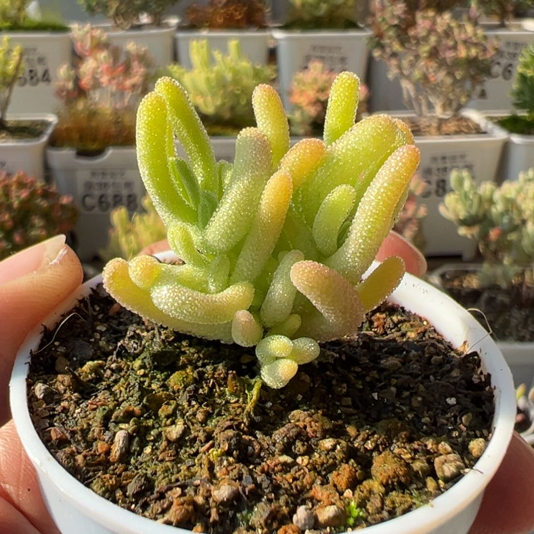 2-863红叶黄锦五圆盆