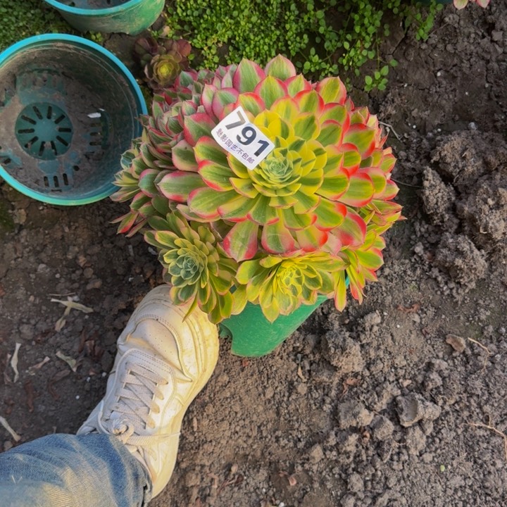 海王花27-14包邮花花