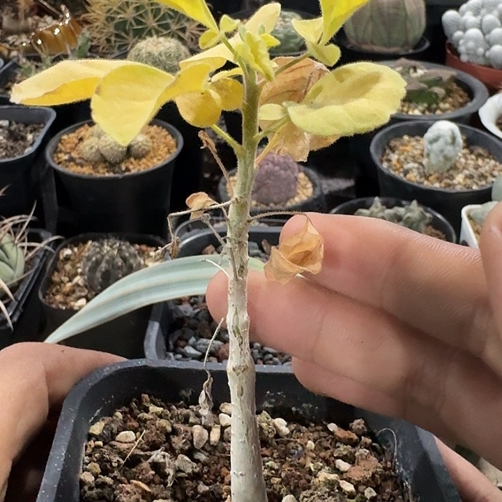 白皮地钉实生块根