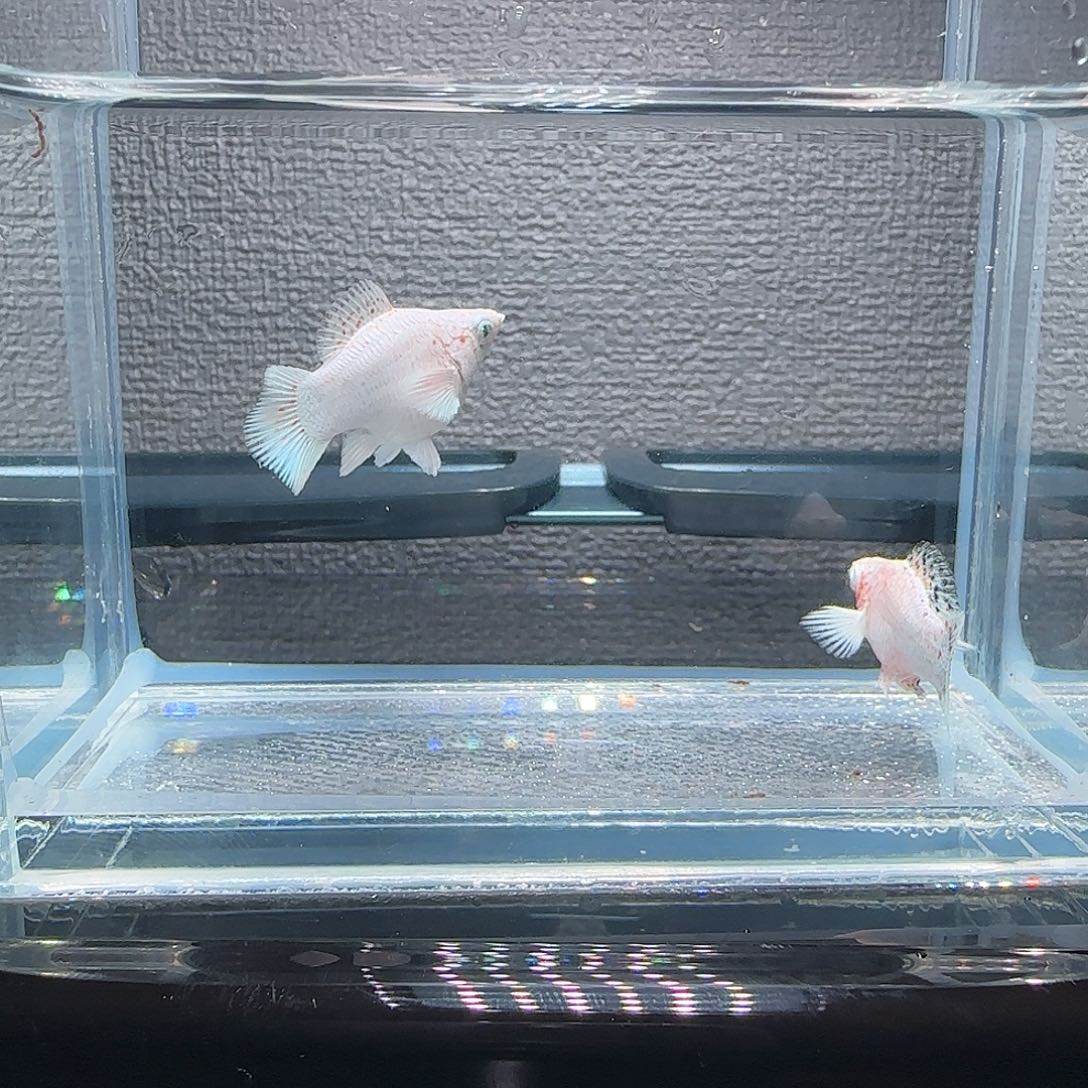 黑玛丽鱼樱花钻石眼