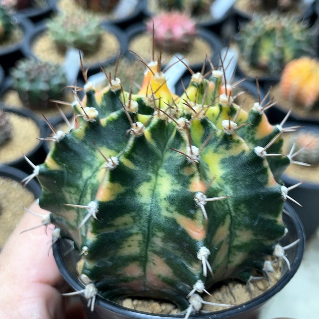 无花朵泰系实生，虎斑米哈锦