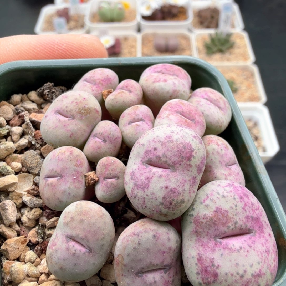 没有编号的嘴巴群生