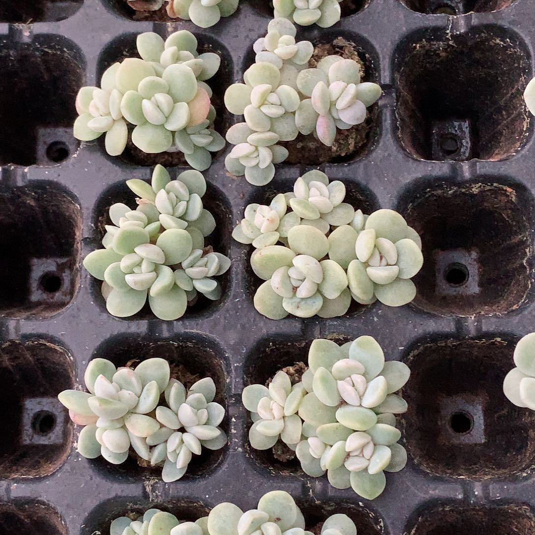 多肉植物一物一拍