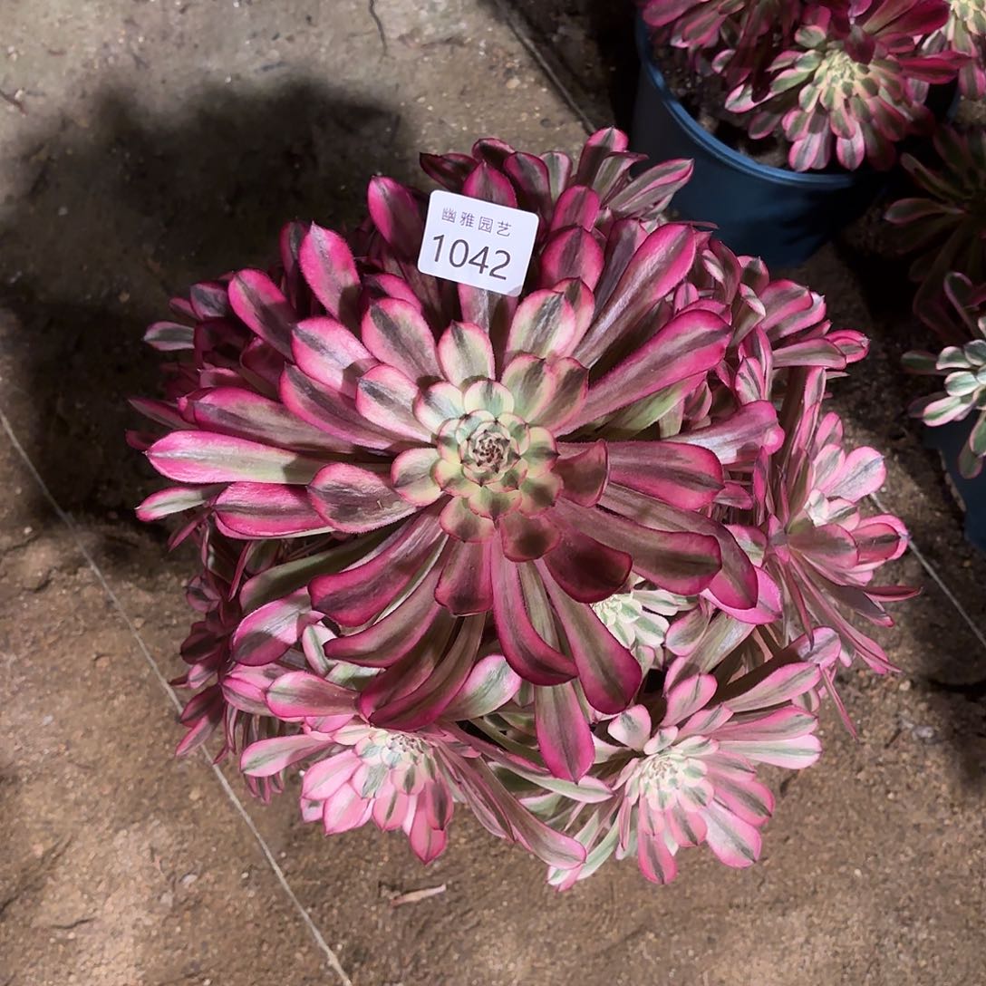 多肉法师水晶仙子1042